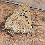 Crudaria leroma